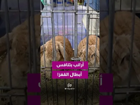 بمشاركة متنافسين من مختلف أنحاء أوروبا، انطلقت بطولة قفز الأرانب الأوروبية في مدينة ليسيكيل السويدية