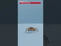 Jumping Spider vs Black Widow Spider vs The Giant Huntsman Spider