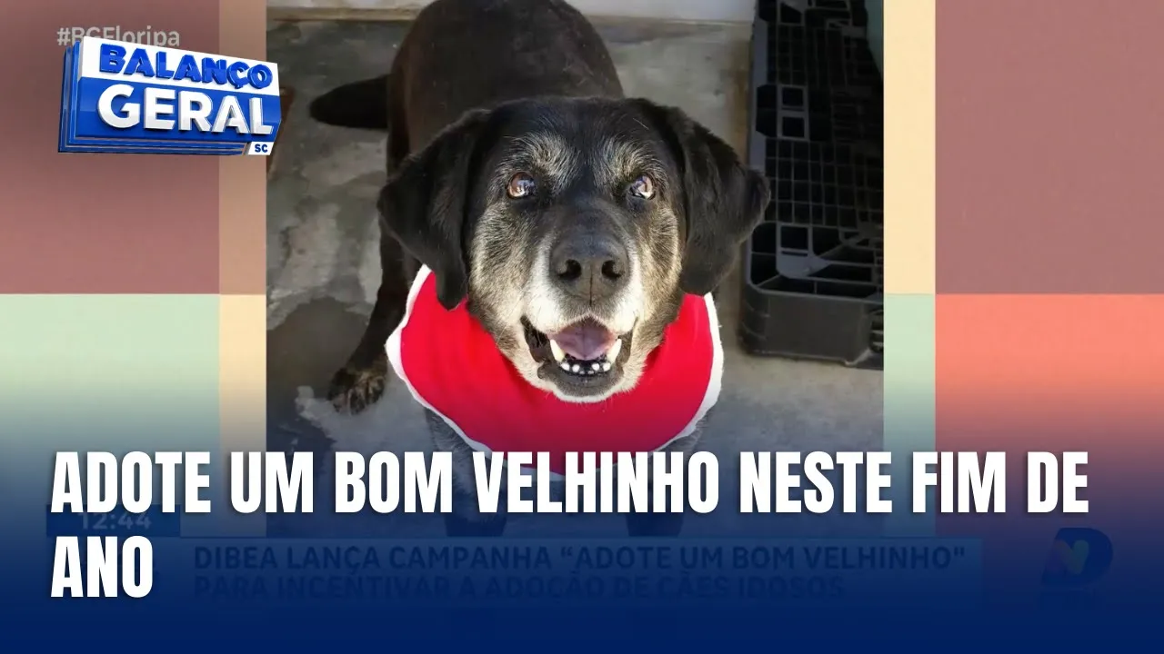DIBEA lança campanha para adoção de cães idosos neste fim de ano