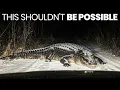 Alligators Are Spreading Far North of the Swamps And the Cold Isn t Killing Them Anymore