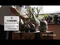 Download Lagu 【珍奇植物ファイルvol.01】塊根植物のプリンス！パキポディウム・グラキリスを知る｜我が家のグラキリスを紹介しながら植欲を刺激♪
