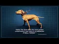 The Pitbull breed standard The Real American Pit Bull Terrier Siega the Great Global Gr Ch