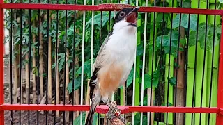 masteran cendet tembakan sadis masteran cendet trotol full tembakan