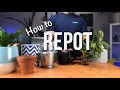 Download Lagu How to repot a plant? | Beginners Guide to Repotting