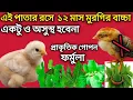 Download Lagu যেই পাতার রস দিয়ে বারো মাস মরগির বাচ্চা সুস্থ হবেনা #প্রাকৃতিক_গোপন-টোটকা