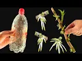 Download Lagu Put dry Dendrobium orchid branches into the jar! Suddenly every node sprouted