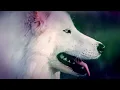 Download Lagu Bayu Bayushki Bayu - Russian Lullaby lyrics (eng sub)