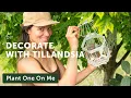 Download Lagu Decorating with AIR PLANTS (Tillandsia) 🌿 || Summer Rayne Oakes