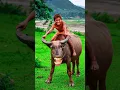 Download Lagu cow comedy #cow sound #funny cow #animal comedy #short video
