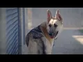 How To Find A Lost Pet