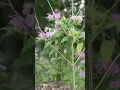 2026 Fall Native Plant Sale