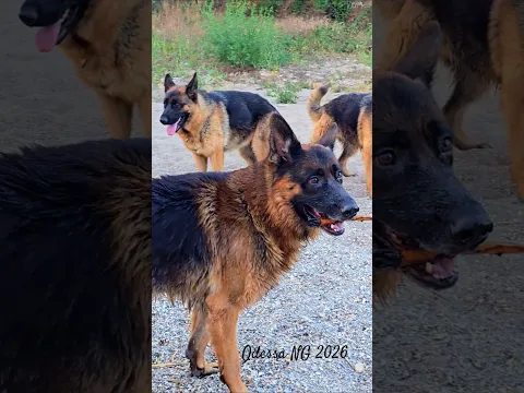 🌊Alphonse🇩🇪, Jezzy🇩🇪, and Jolly🇩🇪 water dogs. German Shepherds Odessa 2026.