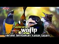 Download Lagu MASTERAN WAJIP VARIASI TEMBAKAN KASAR cungkok - cililin - jenggot - tengkek