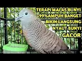 Perkutut Lokal Gacor Suara Super Kristal - Pancingan Malas Bunyi  (99%AMPUH BANGET)