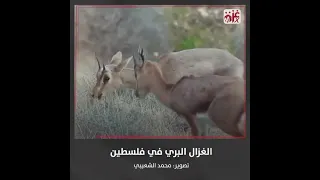 الغزال البري في فلسطين  الغزال البري في فلسطين