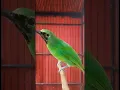 Download Lagu Cucak Ijo untuk Masteran Murai Batu #cucakijo #masteranmuraibatu #birds #ytshorts #birds #cucakijo