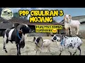 Download Lagu KOLEKSI DOMBA SUPER MILIK BAPAK KETUA HPDKI KAB. BANDUNG 🔥😎 | PDP CIBULIRAN 3 MOJANG