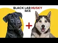 All About Black Lab Husky Mix