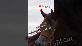  احمد الشيخ  ياجدع  اكسبل              ور   دندنها
