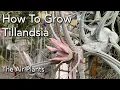 Download Lagu Tillandsia (Air Plants) Collection and Care 101 - Basics of Watering, Light, Mounting \u0026 Fertilizing.