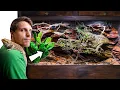 Abandoned Bearded Dragon Gets Mansion Vivarium Giant Bioactive Build