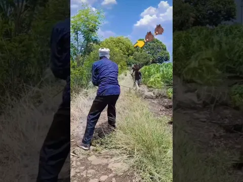 How did a wild boar attack a man? It was good that a trap was put up and it was caught.