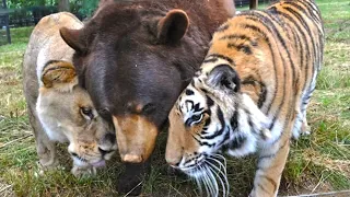 5 историй дружбы Животных, которые казались невозможными...