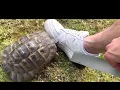 Racist Turtle