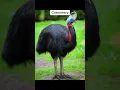 Download Lagu Suara Burung Paling Menakutkan yang Pernah Kamu Dengar! 😳#SuaraBurungMenakutkan #BurungMenakutkan #untukmu #fyp