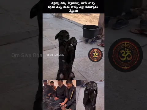 కుక్క రెండు కాలెత్తి అయ్యప్ప స్వాములు కి నమస్కారం చేస్తుంది #ayyappa #shiva #hindugod #kalabhairava