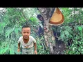 Download Lagu Menemukan Sarang Lebah Di Hutan, Langsung Kita Ambil
