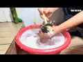 Bathing Kittens For The First Time Is EASIER Than You Think