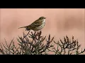 Lagu Meadow Pipit courtship flight / Graspieper baltstvlucht (Anthus pratensis)