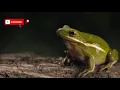 Frog Sounds Relaxing Music Therapy ASMR | Love Nature  KUN ASMR SOUND