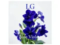 Lagu Lali Gordzamashvili   Blue Violets 2025