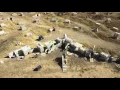 Dynamic Paintball Drone Footage