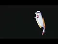 رابح صقر - أنت ملك - (جلسة)