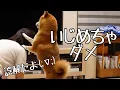 ２歳娘と遊んでたら勘違いした柴犬が必死で止めに来た｜犬と子供のvlog