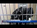 Council passes ban on dogs and cats sold in pet stores