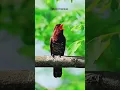 Download Lagu 3 Burung Masteran Murai Batu Pengganti Cililin #muraibatu #burung #masteranburung