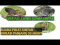 Download Lagu Suara Pikat Burung Sintar || Suara Sintar pikat ampuh bervariasi