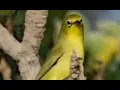masteran Pleci nembak molor