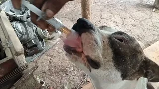 Como Vitaminar Cachorra Embarazada  Con VioMax @TitanBeastok #titanbeastok 