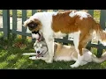 Siberian Husky and St Bernard Playing Shelby Shiloh and Sunshine