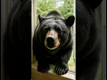 Download Lagu 🐻🍓 “Window Surprise: The Berry-Loving Black Bear!” 🪟😱@Gen.Fun.Movies