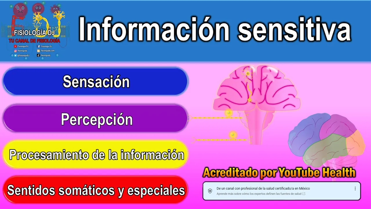 Información sensitiva | Información sensorial | Fisiología sensorial | Sensación y percepción