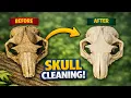 How to Clean Skulls and Bones Updated Method