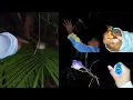 Download Lagu Berburu Burung Pelanduk Semak dimalam hari dan kita dapatnya ini
