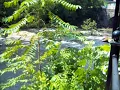 RiverFalls Woonsocket RI