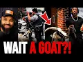 This GOAT Got This Man ARRESTED